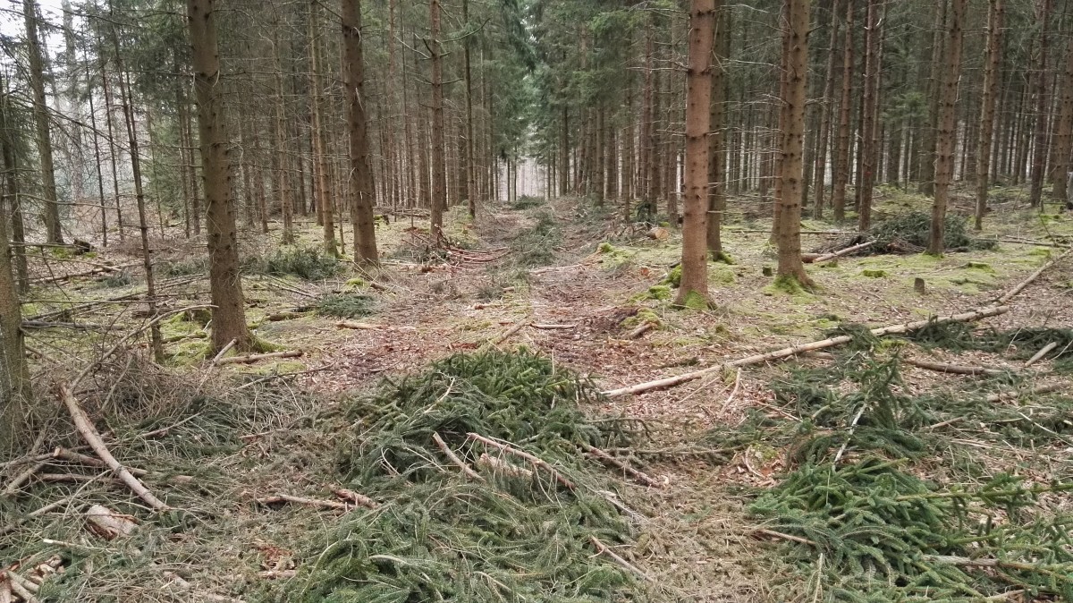 Wald Baumfällung