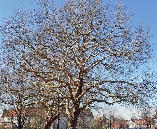 Ehrenamtliches Engagement: Stütze des gesellschaftlichen Lebens im Kreis Steinfurt