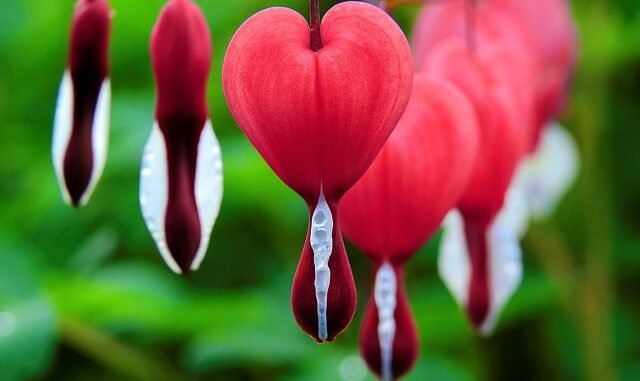 Hämophilie-Behandlung: Studie zeigt signifikante Reduktion der Blutungsrate durch Hympavzi