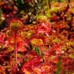 Neue fleischfressende Pflanzenart Drosera ×bavarica in Bayern entdeckt