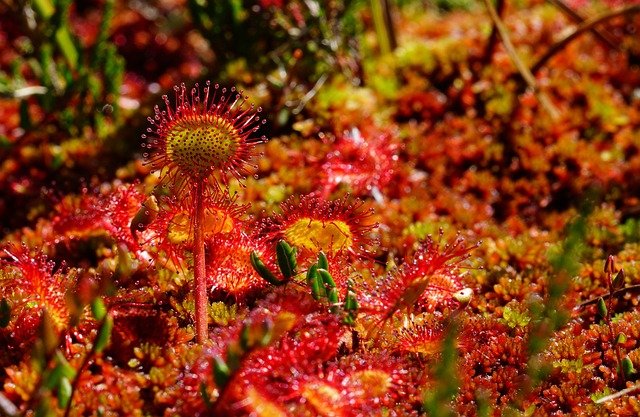 Neue fleischfressende Pflanzenart Drosera ×bavarica in Bayern entdeckt