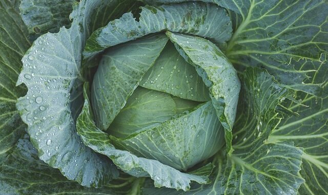 Balkongemüse: Einfache Selbstversorgung für Jedermann