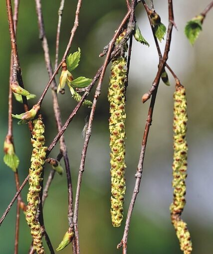 Biowetter in Deutschland: Pollenflug und Kopfschmerzgefahr beeinträchtigen das Wohlbefinden
