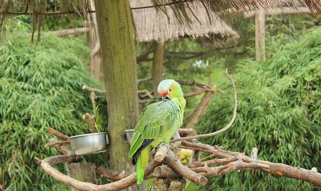 Detmold: Seniorin fällt auf Trickbetrügerinnen mit "Fluch"-Masche herein