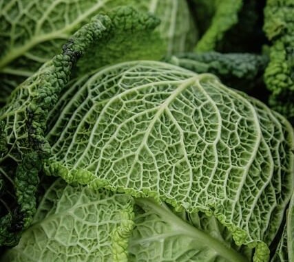 Gemüseanbau im Januar: Tipps für Ernte und Vorbereitung