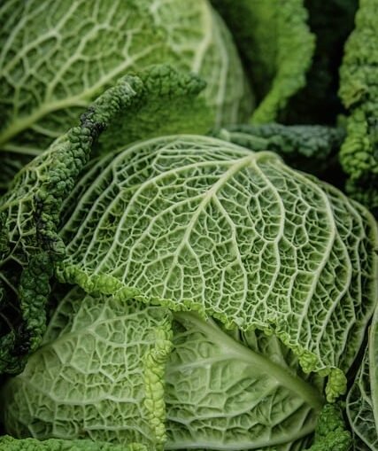 Gemüseanbau im Januar: Tipps für Ernte und Vorbereitung