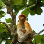 Nasenaffe: Biologie, Verhalten und Lebensraum des Borneo-endemischen Primaten