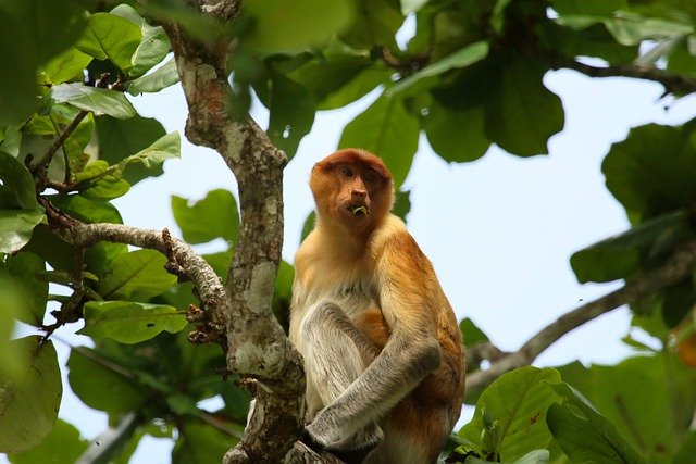 Nasenaffe: Biologie, Verhalten und Lebensraum des Borneo-endemischen Primaten