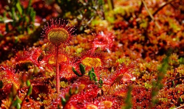 Neue Sonnentau-Arten in Australien entdeckt: Fleischfressende Pflanzenvielfalt erweitert