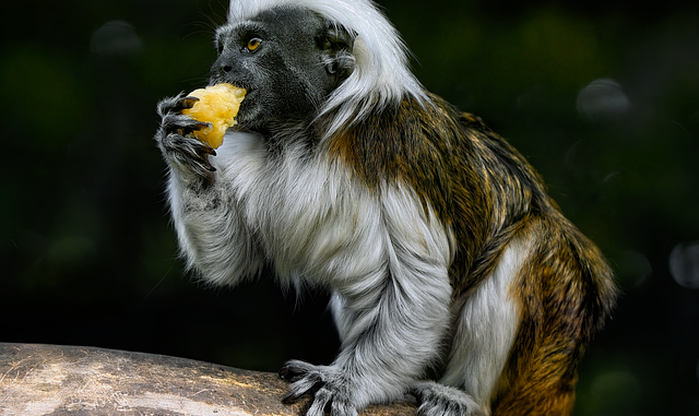 Neue Tierarten 2026: Entdeckungen in Brasilien, Mekong-Delta und Indonesien
