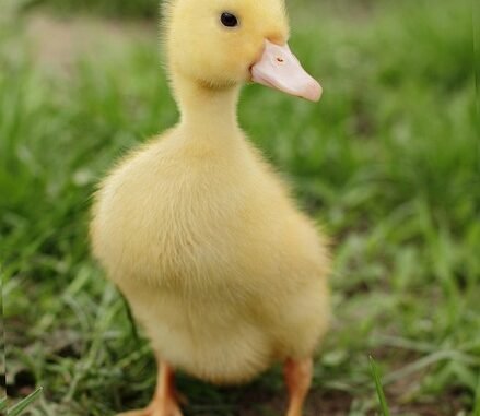 Sorgerechtsstreit Block: Jugendamtsmitarbeiterinnen sagen im Entführungsprozess aus