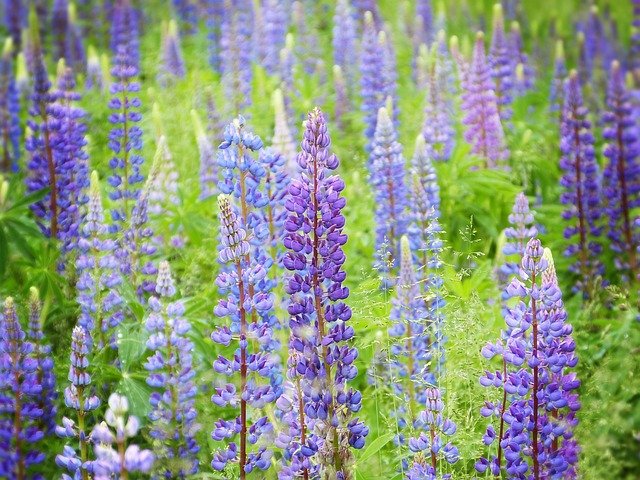 Süßlupine als "Superfood des Jahres 2026": Potenzial für Ernährung und nachhaltige Landwirtschaft