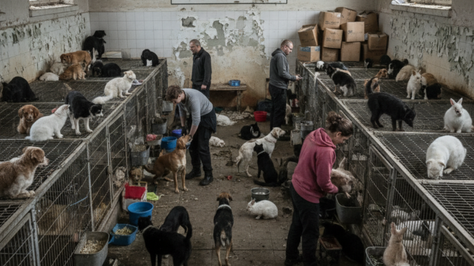 Überlastung deutscher Tierheime durch steigende Kosten und Inflation